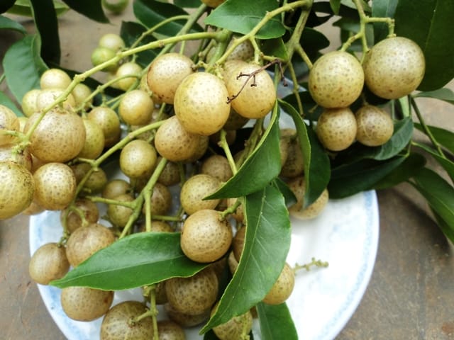 Hạt Giống Cây Móc Mật