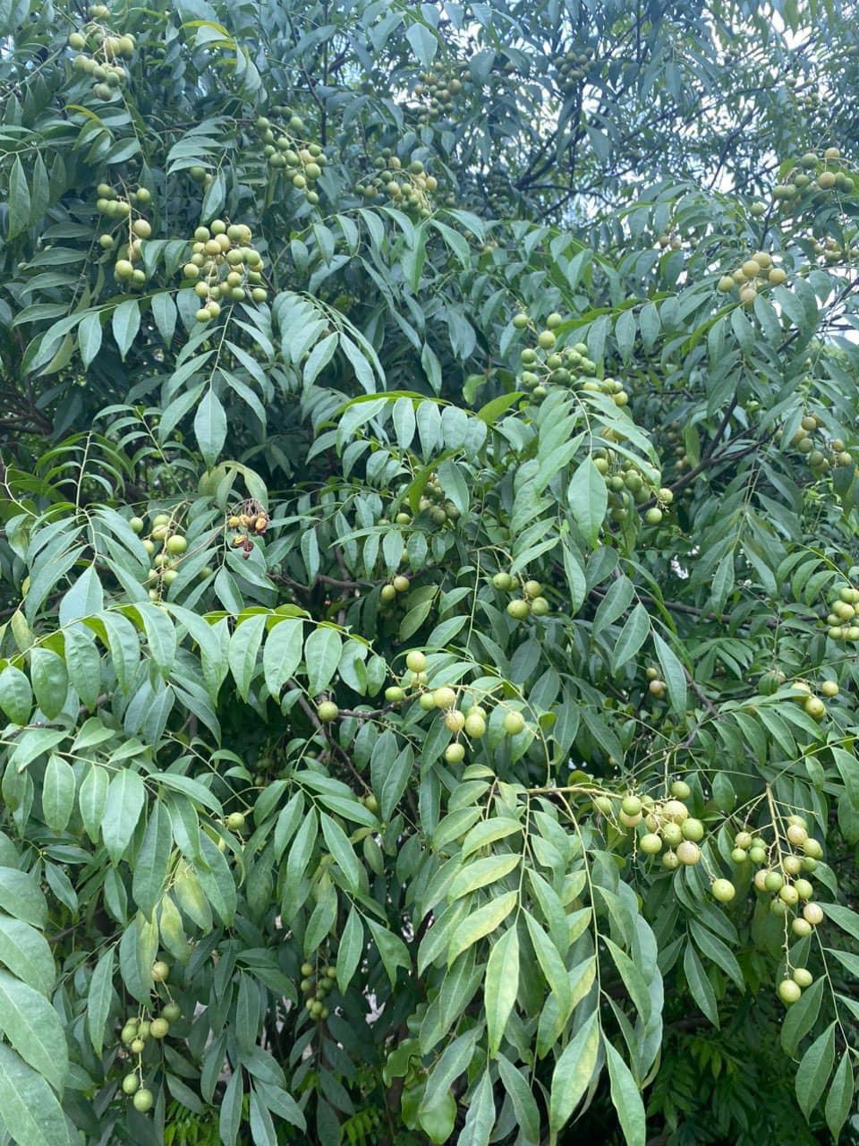 Hạt Giống Cây Móc Mật